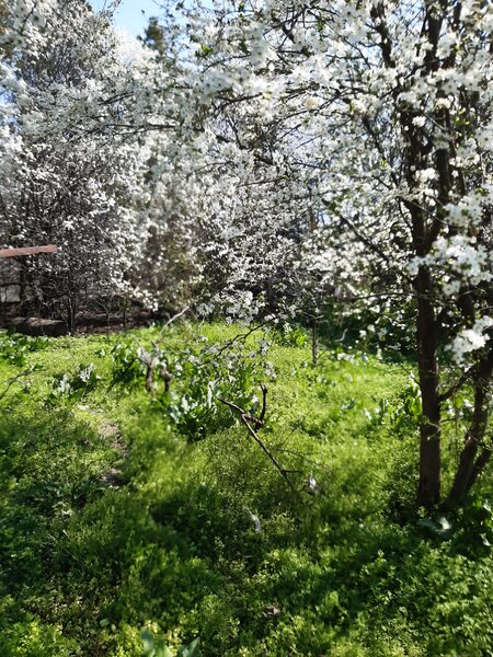 Fundeni, Calarasi,